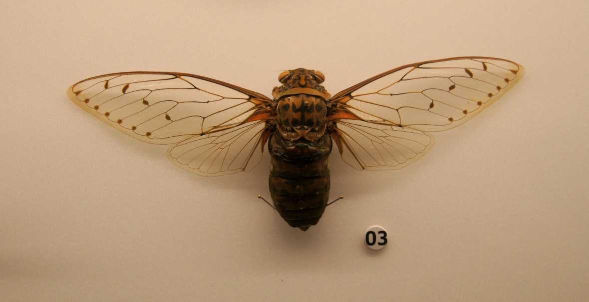 Empress Cicada